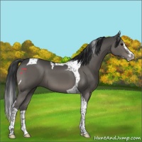 Horse Color:Black Splash Tobiano 