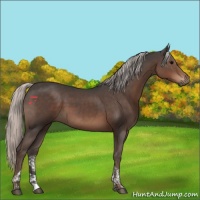 Horse Color:Silver Black Tobiano 