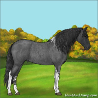 Horse Color:Blue Roan Tobiano 