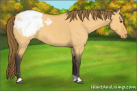 Horse Color:Buckskin Dun Appaloosa Brindle