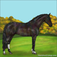 Horse Color:Midnight Bay Ice Rabicano