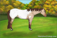 Horse Color:Bay Dun Appaloosa Brindle 
