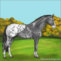 Horse Color:Black Ice Splash Appaloosa Rabicano 