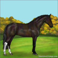Horse Color:Midnight Bay Roan 