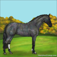 Horse Color:Midnight Blue Ice Roan Rabicano 