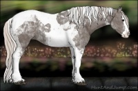 Horse Color:Silver Black Splash Tobiano 