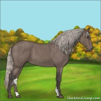 Horse Color:Silver Blue Roan 