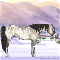 Horse Color:Brown Onyx Appaloosa Brindle 