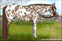 Horse Color:Liver Red Dun Appaloosa Brindle 