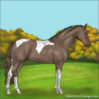 Horse Color:Liver Red Dun Tobiano 
