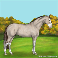 Horse Color:Liver Red Dun Roan Splash 