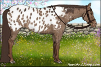 Horse Color:Liver Red Dun Appaloosa Brindle 