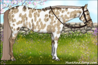 Horse Color:Chocolate Palomino Dun Appaloosa Brindle 
