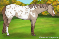 Horse Color:Liver Red Dun Appaloosa Brindle 