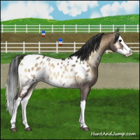 Horse Color:Bay Onyx Splash Appaloosa Rabicano Brindle 
