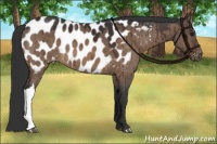 Horse Color:Brown Dun Appaloosa Brindle 