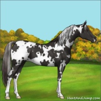 Horse Color:White Spotted Liver Chestnut 
