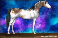 Horse Color:White Spotted Brown