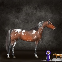 Horse Color:White Spotted Bay Appaloosa