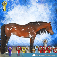 Horse Color:White Spotted Bay 