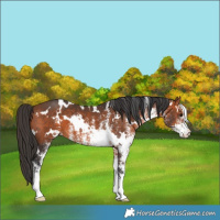 Horse Color:White Spotted Bay 