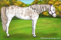 Horse Color:Red Dun Splash  and Red Dun Splash Appaloosa 