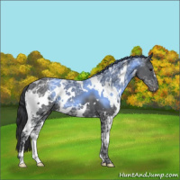 Horse Color:White Spotted Black Ice 