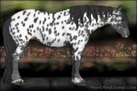 Horse Color:Black Appaloosa 