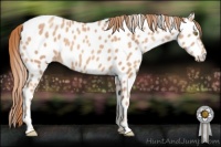 Horse Color:Gold Champagne Near Leopard