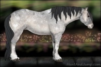 Horse Color:Blue Onyx Ice 