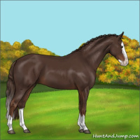 Horse Color:Liver Chestnut Splash 