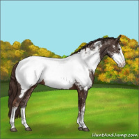 Horse Color:Liver Chestnut Sabino Appaloosa 
