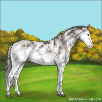 Horse Color:Liver Chestnut Sabino Splash Rabicano