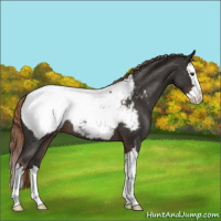 Horse Color:Liver Red Roan Splash Appaloosa 
