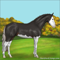 Horse Color:Liver Chestnut Splash