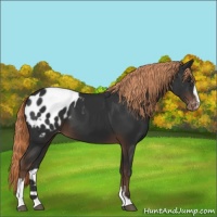 Horse Color:Liver Chestnut Sabino Appaloosa 