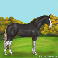 Horse Color:Liver Chestnut Splash Varnish 