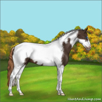 Horse Color:Liver Chestnut Tobiano Frame