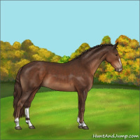 Horse Color:Liver Chestnut Sabino