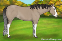 Horse Color:Liver Red Dun Splash