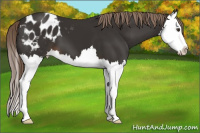 Horse Color:Liver Chestnut Splash Appaloosa 
