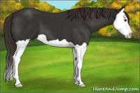 Horse Color:Liver Chestnut Splash 
