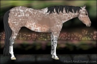 Horse Color:Bay Ice Roan 