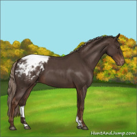 Horse Color:Liver Red Roan Snowcap