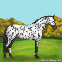 Horse Color:Liver Red Roan Appaloosa 