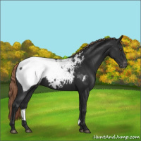 Horse Color:Liver Chestnut Appaloosa