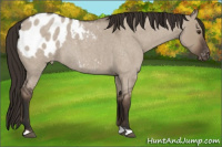 Horse Color:Liver Red Dun Roan Appaloosa 