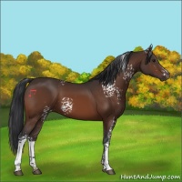 Horse Color:White Spotted Brown 