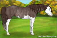 Horse Color:Liver Red Roan Splash Rabicano 