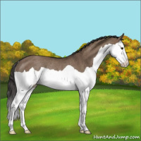 Horse Color:Liver Red Dun Splash Rabicano 